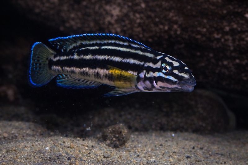 Julidochromis cf. regani 'Miyako Point'